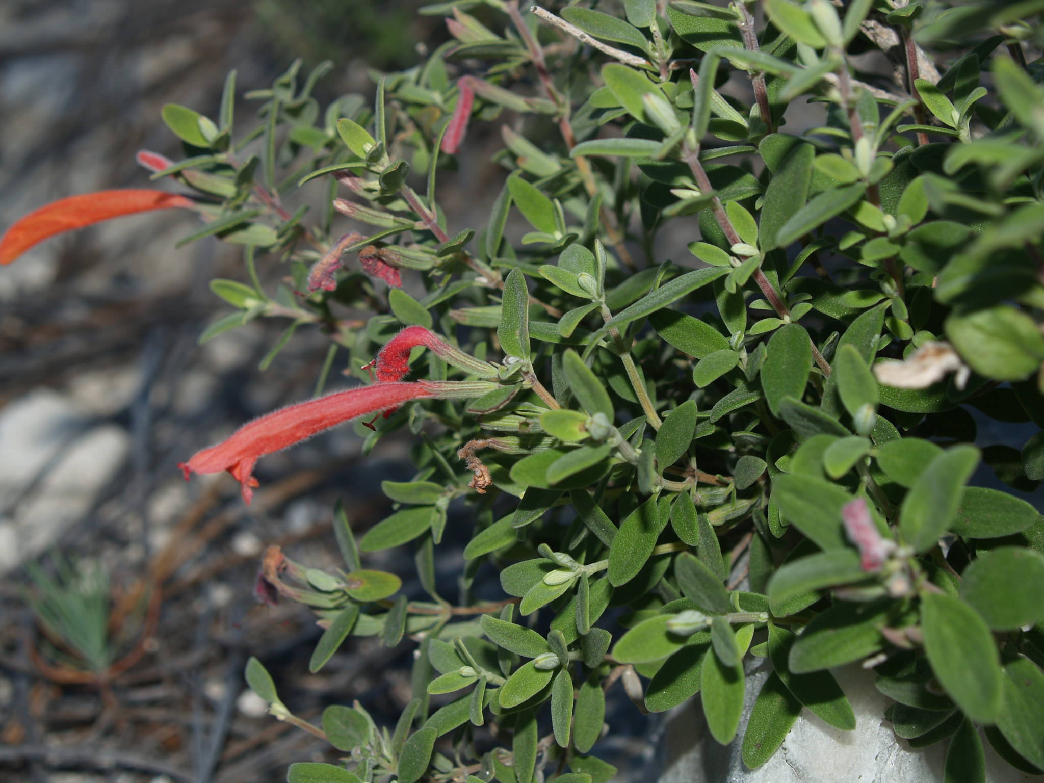 Poliomintha longiflora